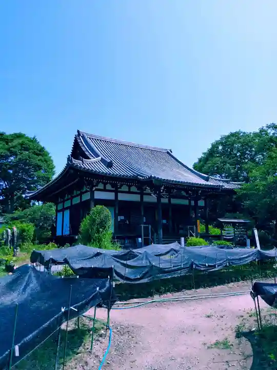 般若寺 ❁コスモス寺❁(奈良県)