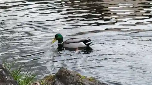 富士山本宮浅間大社(静岡県)