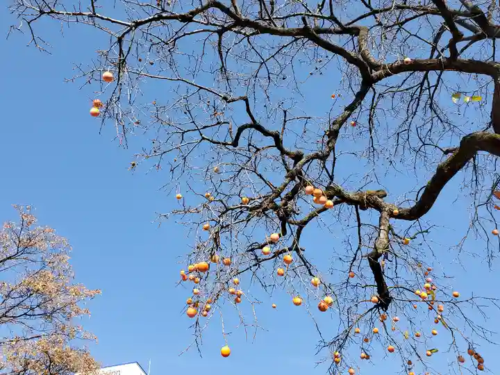 熊野神社の自然