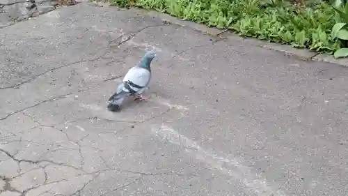 鳥取神社の動物
