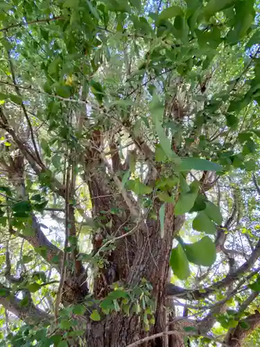 八大龍王辨財天の自然