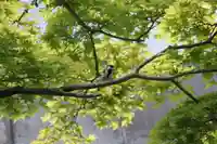 萬寿神社(柏屋本店願掛け萬寿石)(福島県)