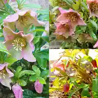 寿量山 速成寺の自然