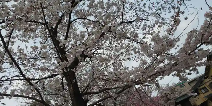 平野神社の自然
