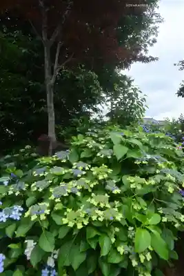 白山神社(東京都)