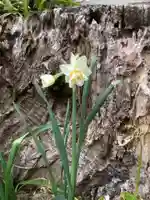 三輪神社の自然