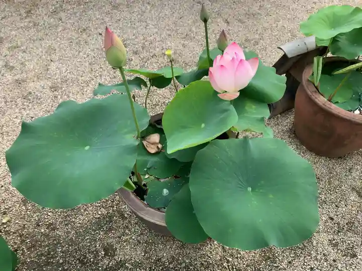 本山専修寺の庭園