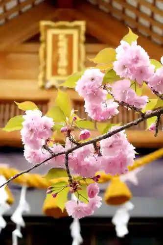 札幌祖霊神社の自然