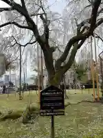 足羽神社の{uncategorized: "未分類", other: "その他", undefined: "問題あり", building: "その他建物", grave: "お墓", sacred_gate: "鳥居", guardian: "狛犬", statue: "像", buddha: "仏像", history: "歴史", nature: "自然", garden: "庭園", animal: "動物", pagoda: "塔", temizu: "手水舎", mountain_gate: "山門・神門", sanctuary: "本殿・本堂", subordinate: "末社・摂社", art: "芸術", scenery: "景色", jizo: "地蔵", ema: "絵馬", goshuin: "御朱印", omikuji: "おみくじ", items: "授与品その他", amulet: "お守り", goshuincho: "御朱印帳", eats: "食事", festival: "お祭り", votive_dance: "神楽", shichigosan: "七五三参", wedding: "結婚式", experience: "体験その他", initially: "初詣", around: "周辺", anti_infection: "感染症対策"}