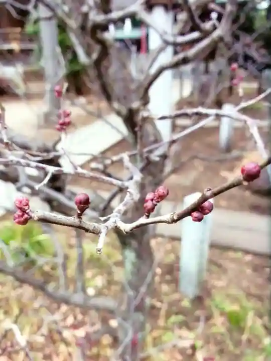 布多天神社(東京都)