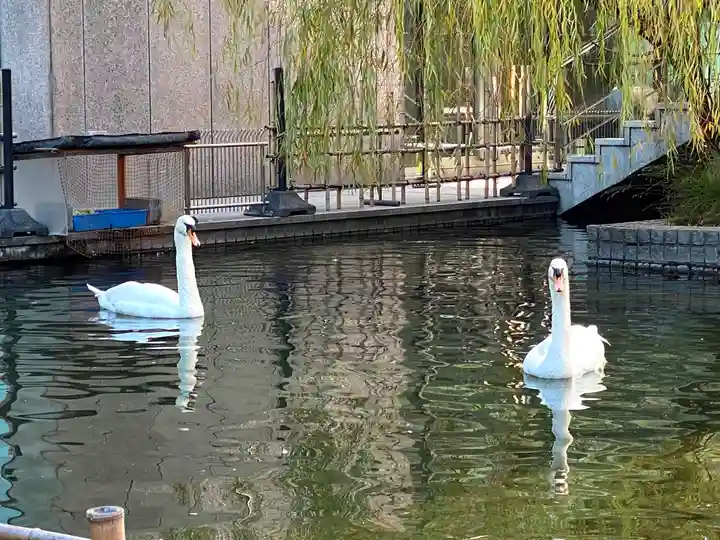 頂法寺(六角堂)の動物