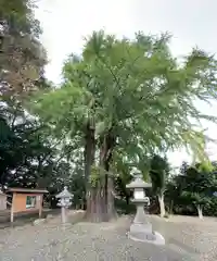 三栖神社の建物その他