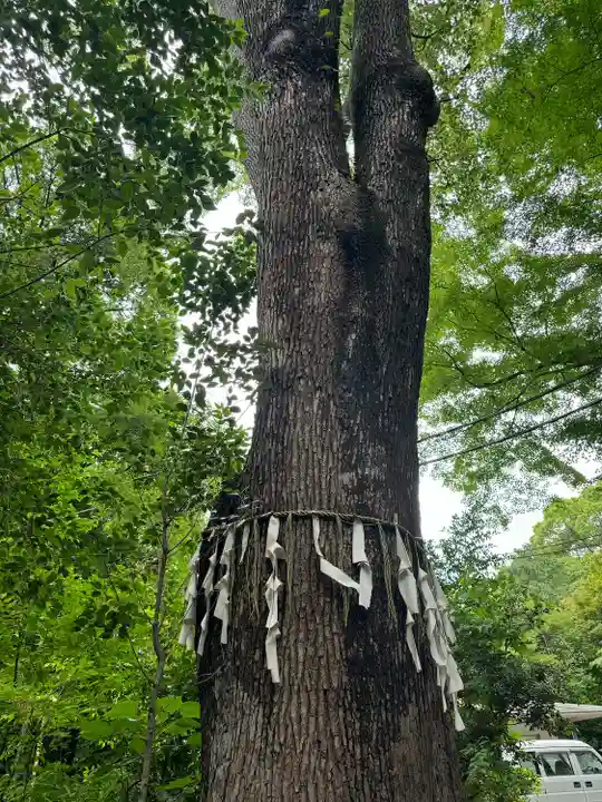代々木八幡宮の自然