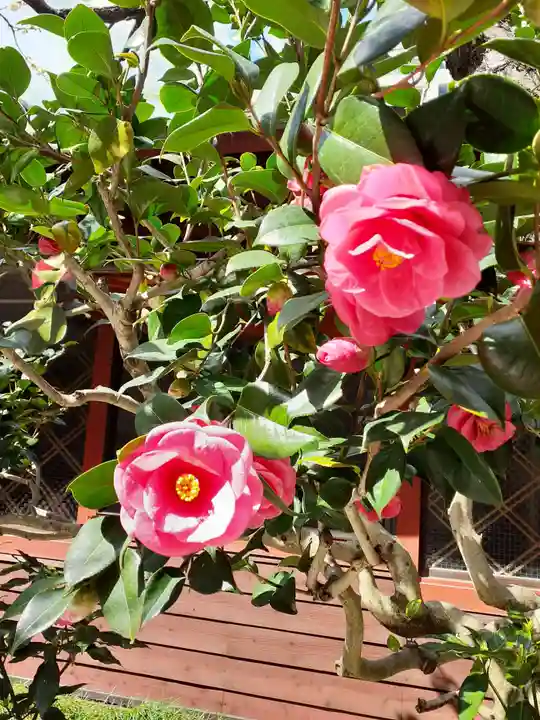 仙台大神宮の自然