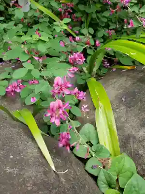 鷺宮八幡神社の自然