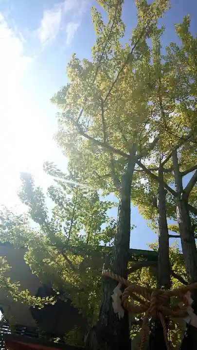 白山神社の自然