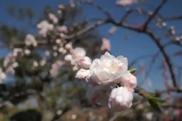 大藏經寺の自然