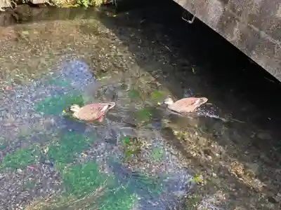 浅間神社(静岡県)