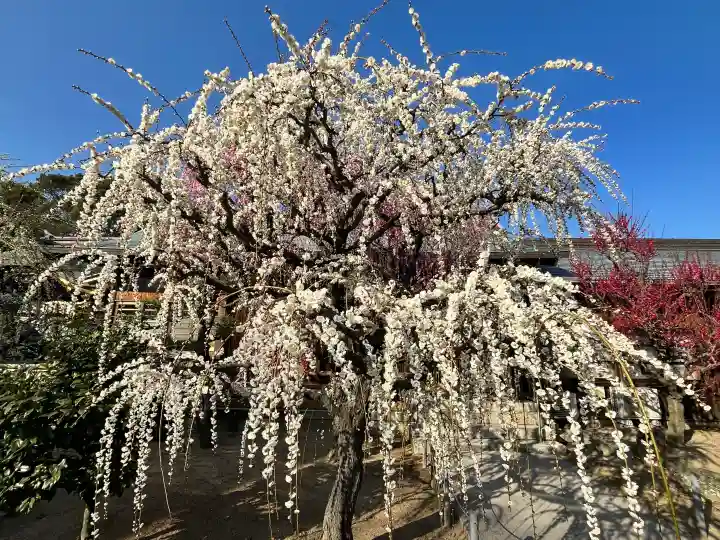 結城神社の{uncategorized: "未分類", other: "その他", undefined: "問題あり", building: "その他建物", grave: "お墓", sacred_gate: "鳥居", guardian: "狛犬", statue: "像", buddha: "仏像", history: "歴史", nature: "自然", garden: "庭園", animal: "動物", pagoda: "塔", temizu: "手水舎", mountain_gate: "山門・神門", sanctuary: "本殿・本堂", subordinate: "末社・摂社", art: "芸術", scenery: "景色", jizo: "地蔵", ema: "絵馬", goshuin: "御朱印", omikuji: "おみくじ", items: "授与品その他", amulet: "お守り", goshuincho: "御朱印帳", eats: "食事", festival: "お祭り", votive_dance: "神楽", shichigosan: "七五三参", wedding: "結婚式", experience: "体験その他", initially: "初詣", around: "周辺", anti_infection: "感染症対策"}
