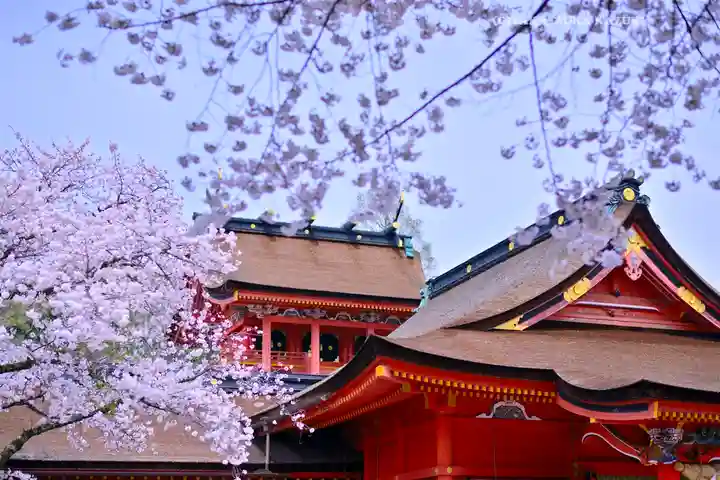 富士山本宮浅間大社(静岡県)