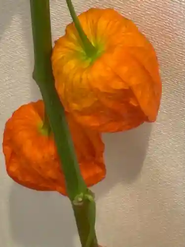 浅草寺の授与品その他