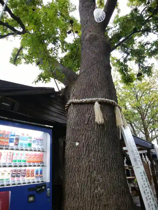 札幌諏訪神社の自然