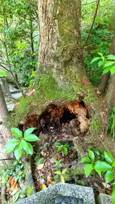久國神社の自然