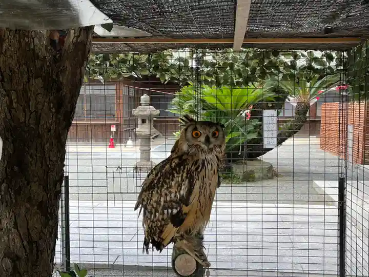 宮地嶽神社の動物