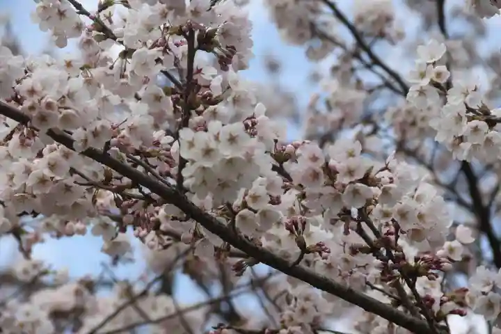 高司神社〜むすびの神の鎮まる社〜の自然