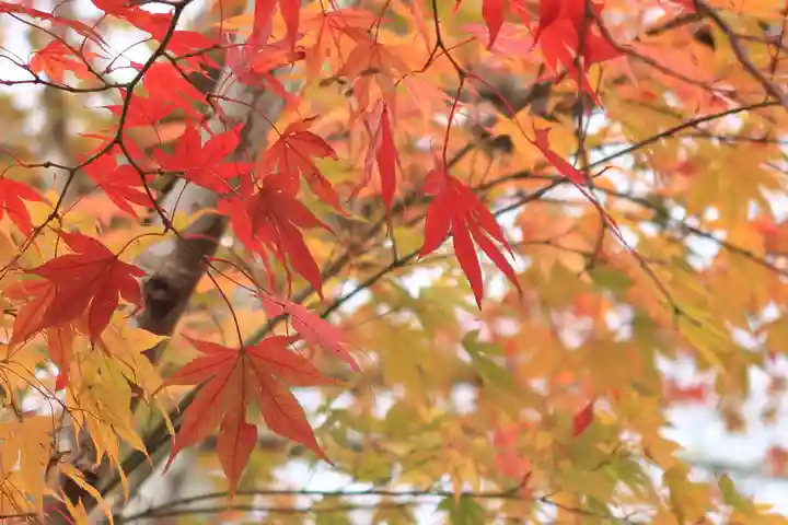 西教寺(滋賀県)