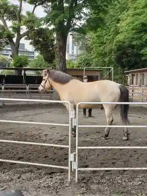明治神宮(東京都)