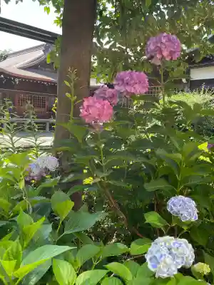 本郷氷川神社(東京都)