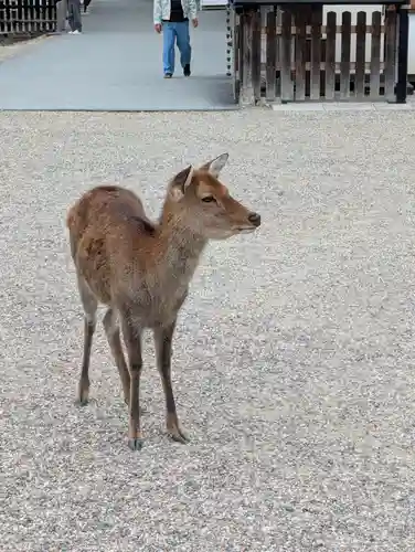 興福寺 南円堂(奈良県)
