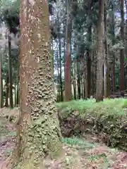 若王子神社の自然