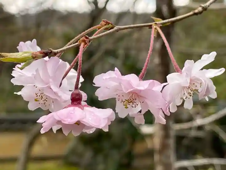 十輪寺(京都府)