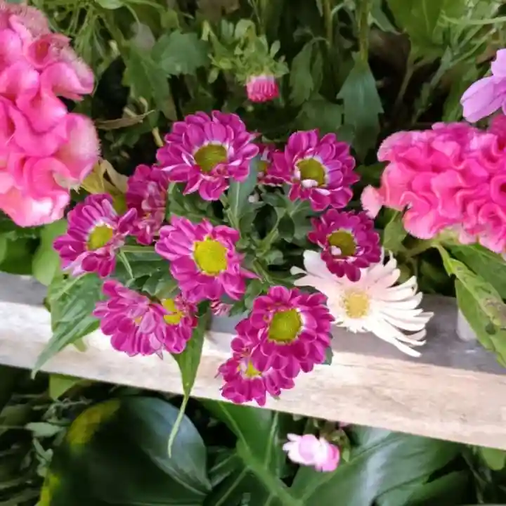 彌彦神社 (伊夜日子神社)(北海道)