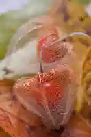 一乗寺(東京都)