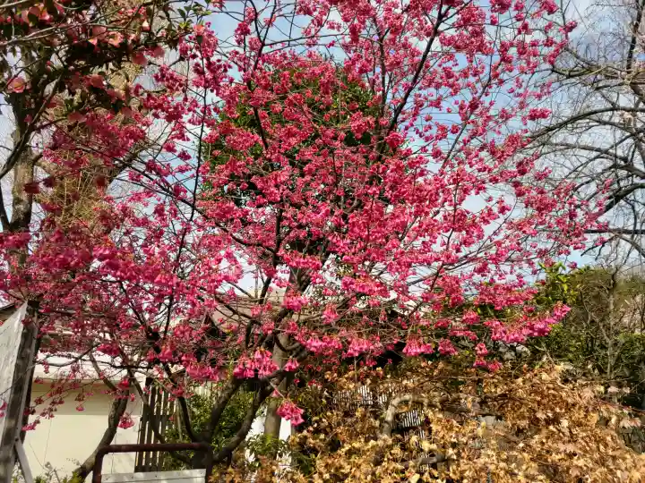 白山神社の{uncategorized: "未分類", other: "その他", undefined: "問題あり", building: "その他建物", grave: "お墓", sacred_gate: "鳥居", guardian: "狛犬", statue: "像", buddha: "仏像", history: "歴史", nature: "自然", garden: "庭園", animal: "動物", pagoda: "塔", temizu: "手水舎", mountain_gate: "山門・神門", sanctuary: "本殿・本堂", subordinate: "末社・摂社", art: "芸術", scenery: "景色", jizo: "地蔵", ema: "絵馬", goshuin: "御朱印", omikuji: "おみくじ", items: "授与品その他", amulet: "お守り", goshuincho: "御朱印帳", eats: "食事", festival: "お祭り", votive_dance: "神楽", shichigosan: "七五三参", wedding: "結婚式", experience: "体験その他", initially: "初詣", around: "周辺", anti_infection: "感染症対策"}
