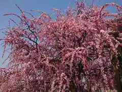 岡崎天満宮の自然