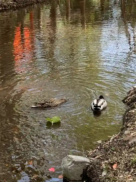 河合神社(鴨川合坐小社宅神社)(京都府)