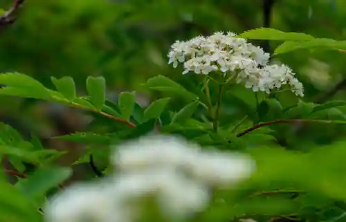 白山比咩神社　奥宮(石川県)