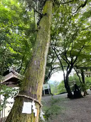玉祖神社の自然