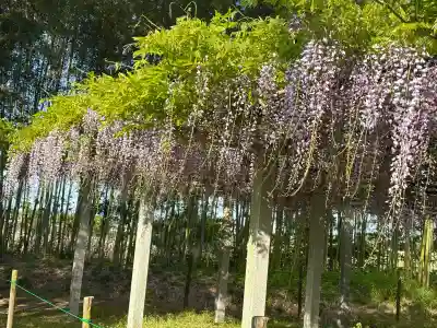 志那神社の{uncategorized: "未分類", other: "その他", undefined: "問題あり", building: "その他建物", grave: "お墓", sacred_gate: "鳥居", guardian: "狛犬", statue: "像", buddha: "仏像", history: "歴史", nature: "自然", garden: "庭園", animal: "動物", pagoda: "塔", temizu: "手水舎", mountain_gate: "山門・神門", sanctuary: "本殿・本堂", subordinate: "末社・摂社", art: "芸術", scenery: "景色", jizo: "地蔵", ema: "絵馬", goshuin: "御朱印", omikuji: "おみくじ", items: "授与品その他", amulet: "お守り", goshuincho: "御朱印帳", eats: "食事", festival: "お祭り", votive_dance: "神楽", shichigosan: "七五三参", wedding: "結婚式", experience: "体験その他", initially: "初詣", around: "周辺", anti_infection: "感染症対策"}