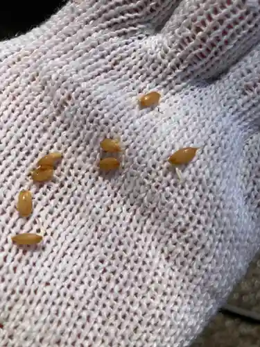 總社 和田八幡宮(福井県)