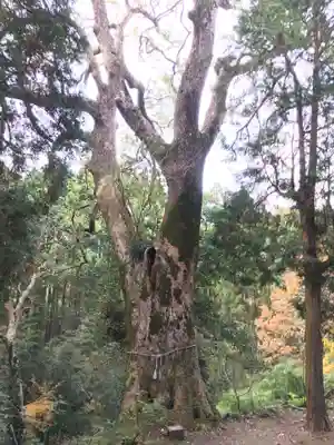 榎原神社の自然