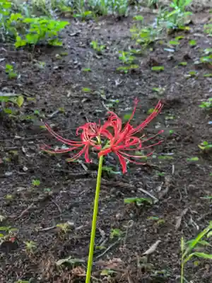 伏木香取神社(茨城県)