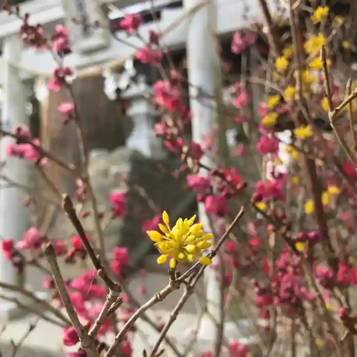 高司神社〜むすびの神の鎮まる社〜の自然