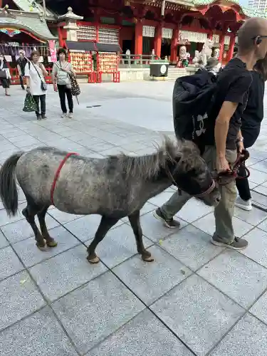 神田神社（神田明神）の動物
