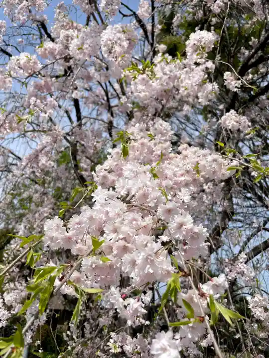 円福寺(群馬県)