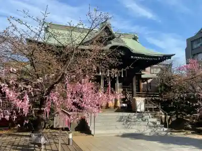 桜神宮(東京都)